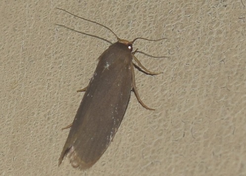 Falena da id. : Eilema sp. (Erebidae Arctinae) da confermare